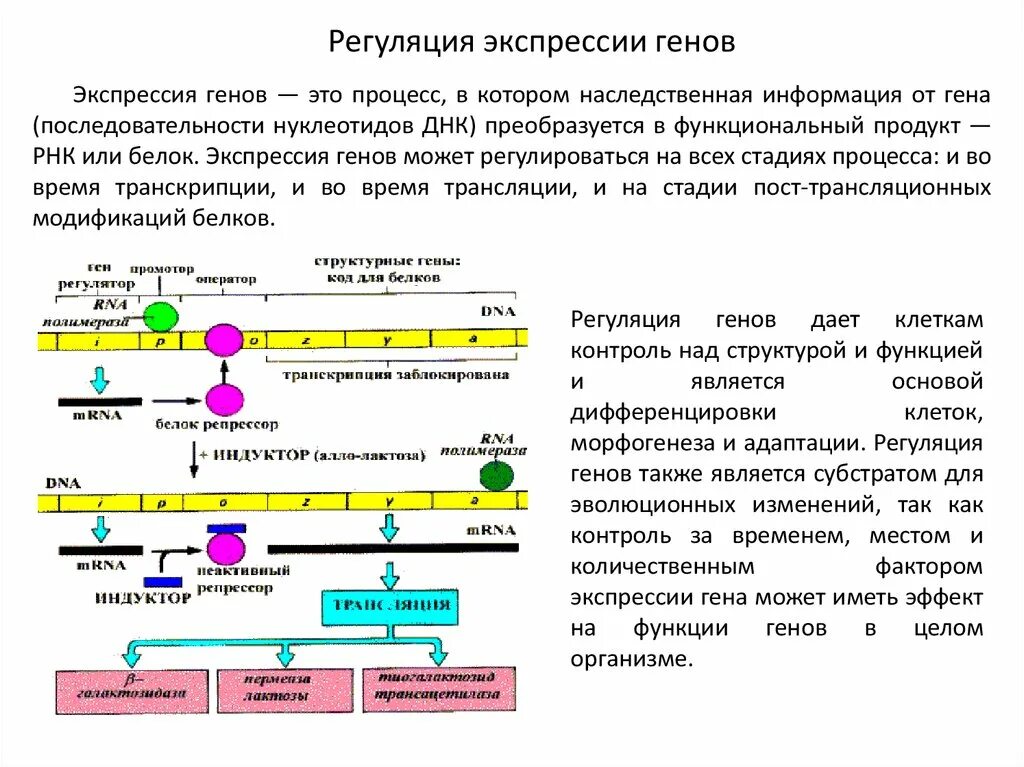 Какую роль играют гены. Механизмы регуляции экспрессии генов у прокариот. Последовательность процесса экспрессии генов. Схема регуляции экспрессии генов (лактозный оперон). Регуляция экспрессии Гена на примере оперона.