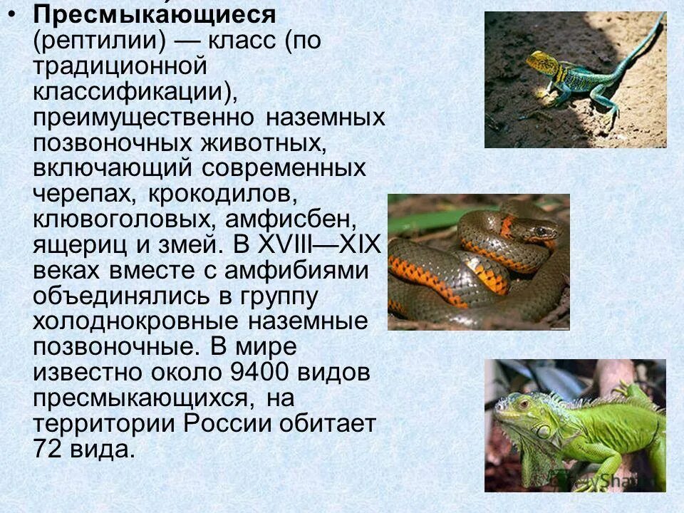 Строение тела наземно позвоночных животных. Примеры наземно позвоночных. Примеры наземно позвоночных. Пресмыкающиеся поведение. Наземные позвоночные.