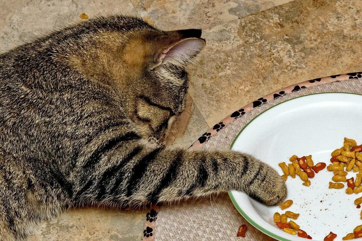 Кошка перестала кушать. Миска для кота. Ленивый кот. Ленивый кот и еда. Кошка ест из блюдца.