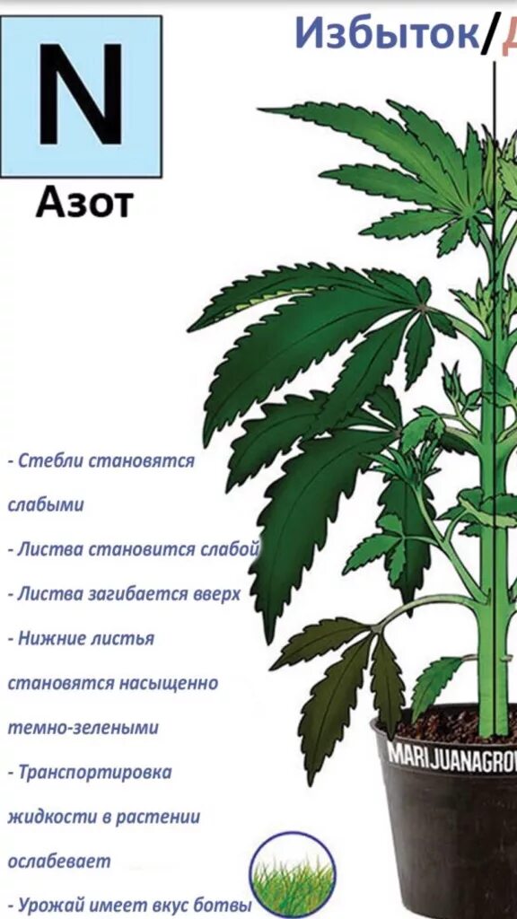 водород избыток азота. переизбыток азота. найти объем аммиака. азот и водород реакция. недостаток и избыток азота у растений.