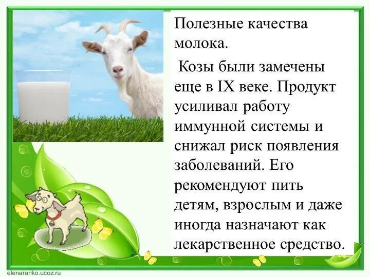 Кормить новорожденного козьим молоком