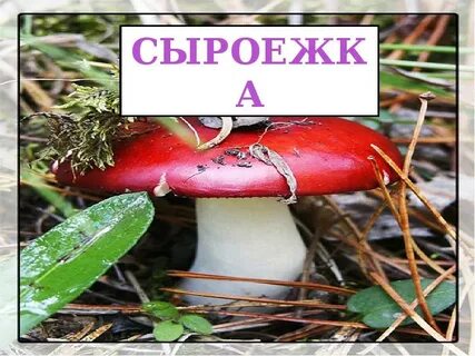 Текст сыроежка 3 класс