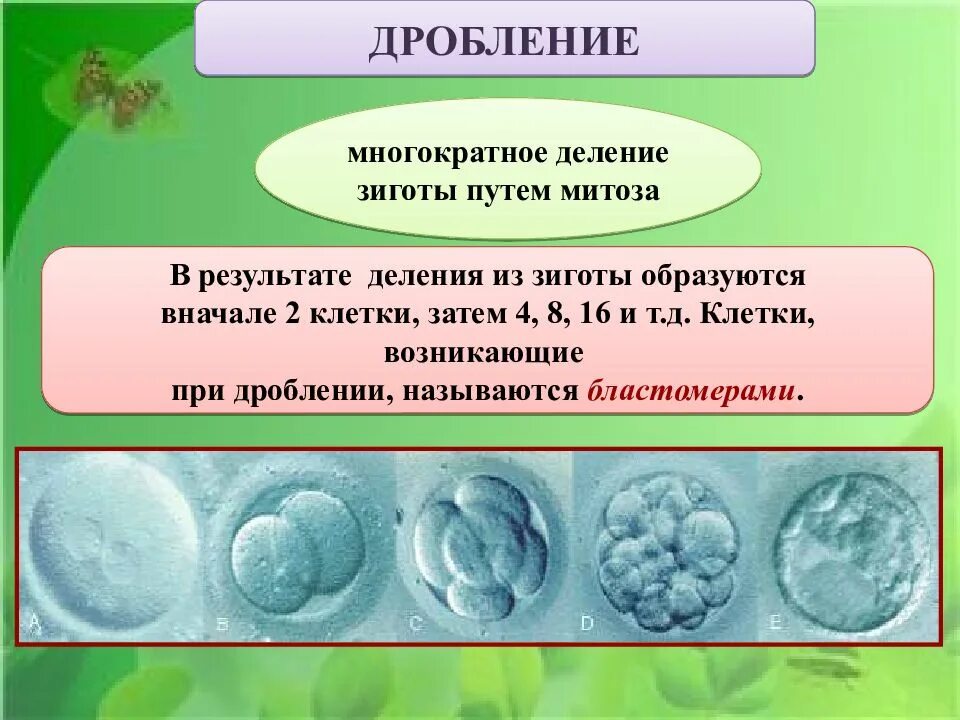 В результате которого появляется новая. Митотическое деление зиготы. Дробление зиготы. Дробление это митотическое деление зиготы. Многократное деление.