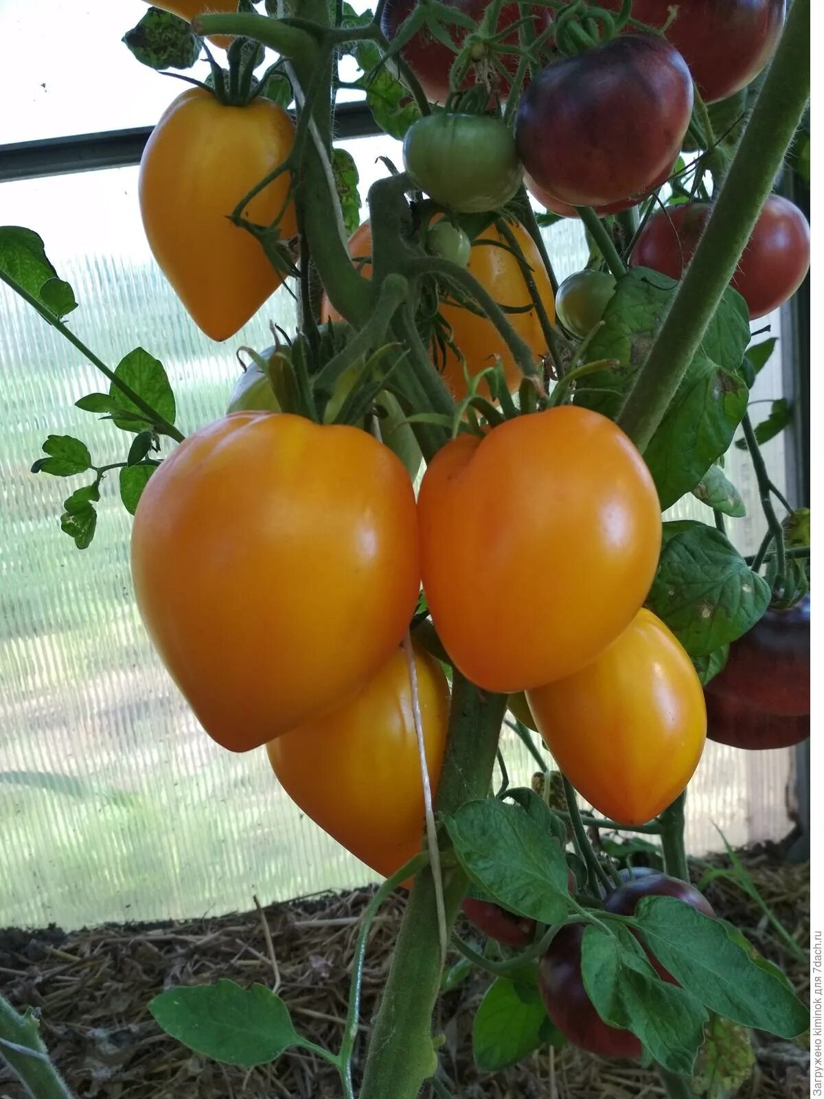 Томат сорт золотые гребешки. Томат мини микро том жёлтый. Томат жёлтые гребешки семена. Томат сорт золотые гребешки. Томат желтые гребешки.