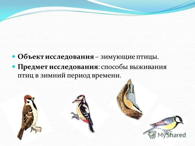 проект зимующие птицы 2 класс. цель проекта зимующие птицы. как мы можем заботиться о птицах. исследовательская работа зимующие птицы. исследовательская работа зимующие птицы.