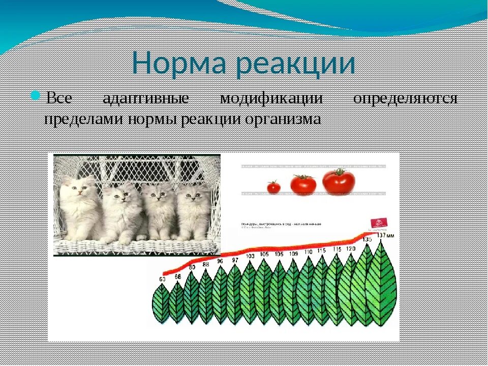 Картинки НОРМА РЕАКЦИИ В БИОЛОГИИ