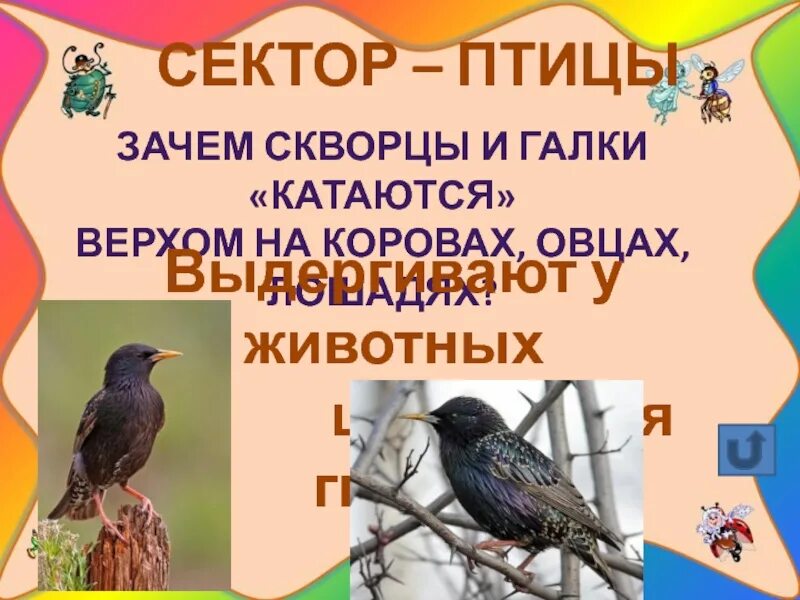 Зачем скворцы катаются верхом на овцах. Зачем скворцы катаются верхом на овцах. Галка и скворец. Поговорка про галку. Скворцы лошади.