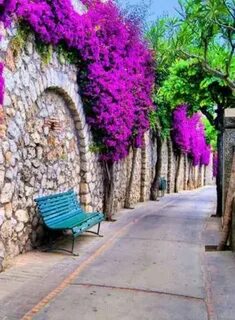 Flower streets
