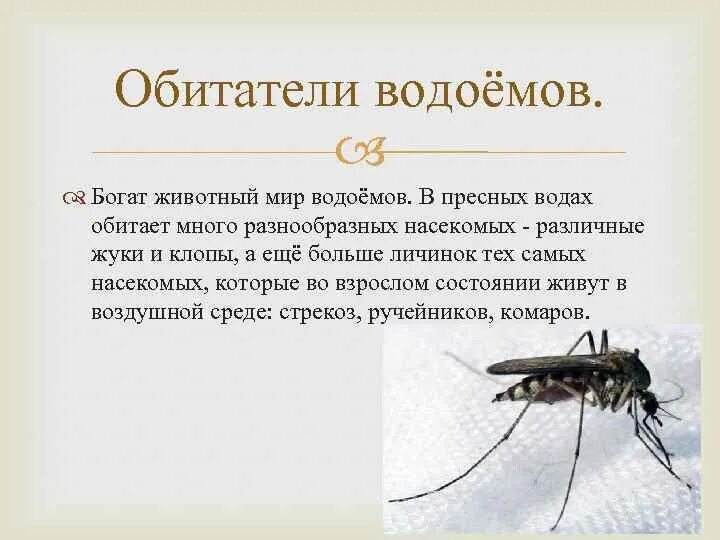 Подготовить сообщение об обитателях пресных вод. Подготовить сообщение об обитателях пресных вод