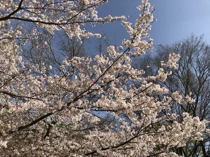 桜 綺 麗 だ な 104 retweets