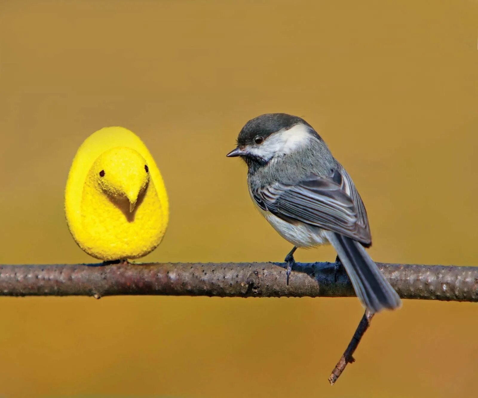 Красивые птицы. Bird s day. Чиж овсянка зеленушка. Мама кормит птенцов. Ошейниковый зимородок.