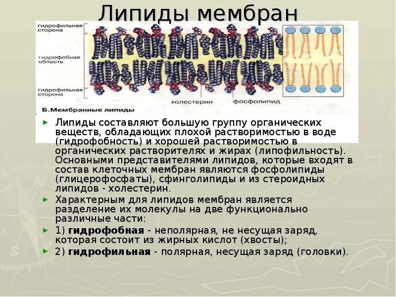 Липида отзывы. Липидный бислой мембраны. Фосфолипиды в мембране клетки. Липиды клеточных мембран. Мембрана клетки гидрофильность.