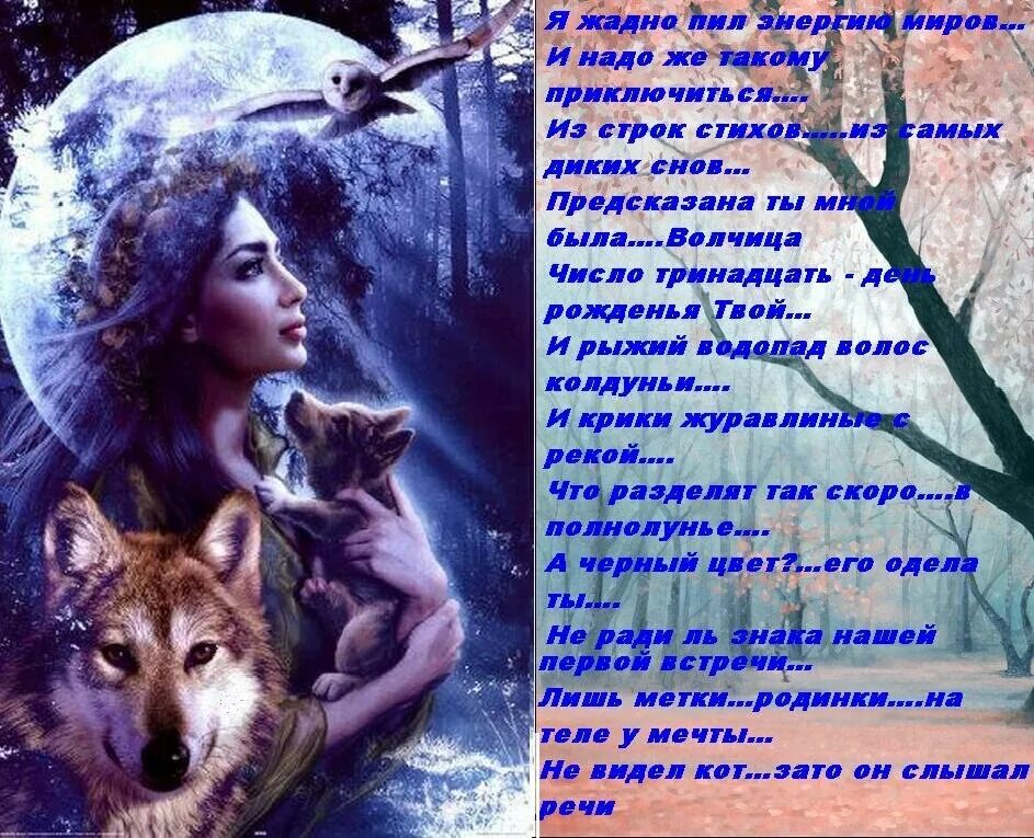 стих про волка. одинокая волчица песня. стих про волчицу. молодая волчица текст. стишки про волков.