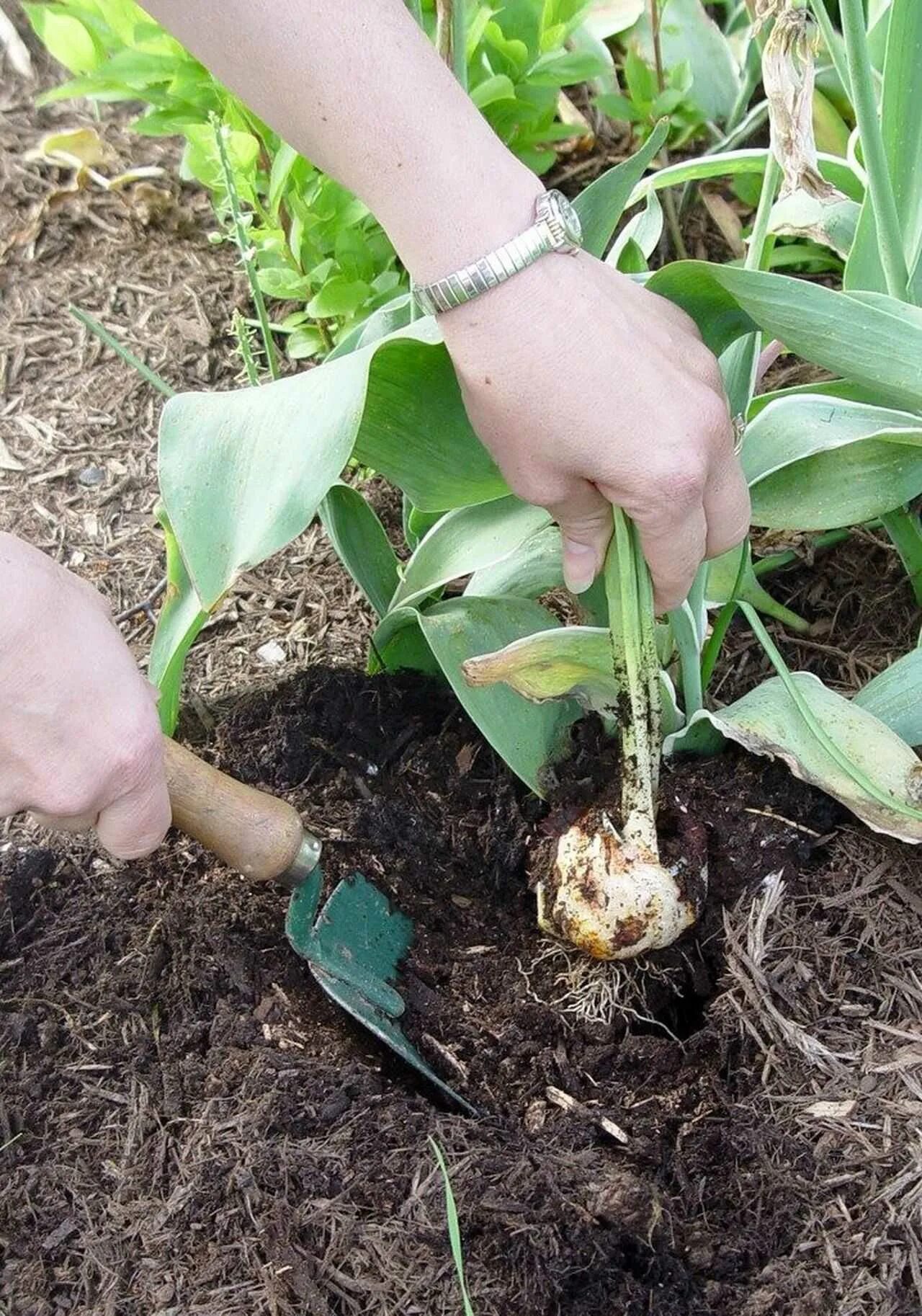 Лилии посадка весной в открытом грунте. Лук батун размножение. Луковицы цветов каллы. Клубни амазонской лилии. Пересадил луковицы.