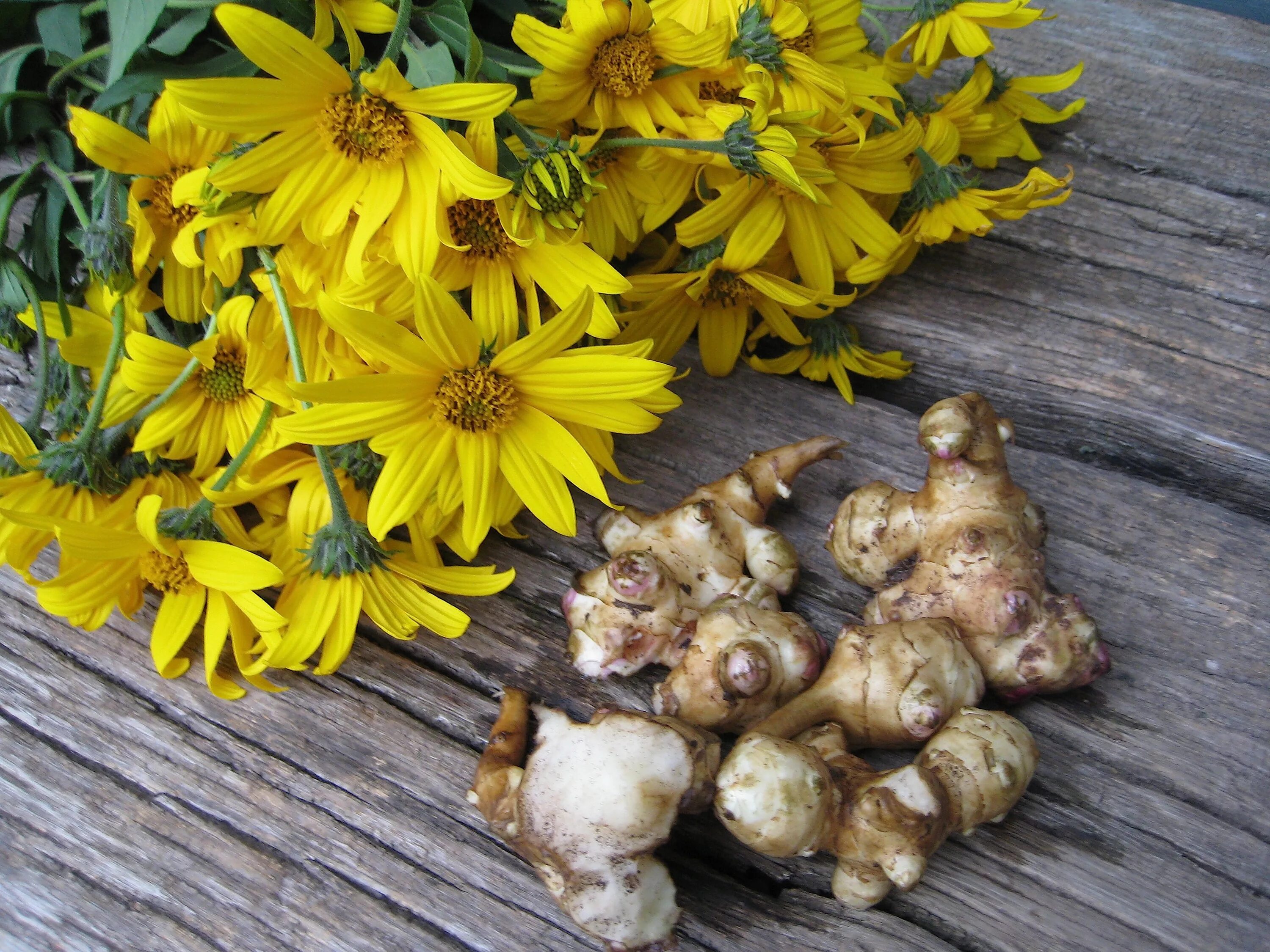 Jerusalem artichoke contains a large amount of natural inulin, fiber, pectin, or