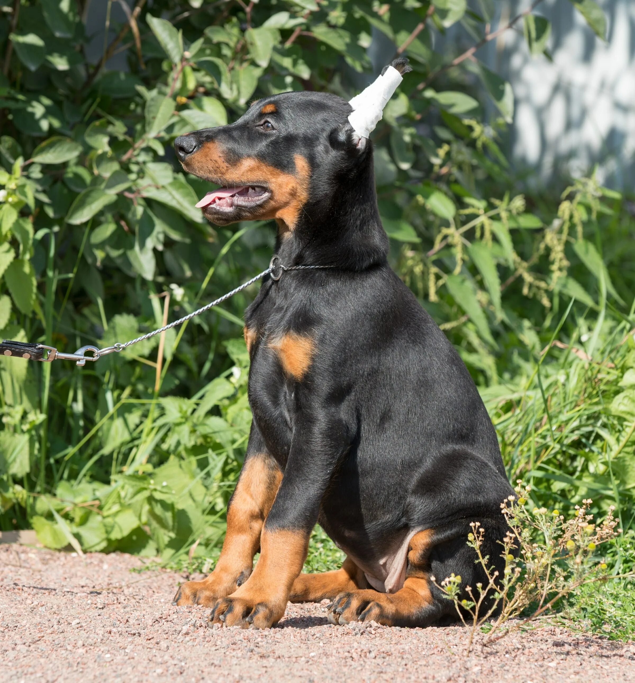 Доберман пинчер. Доберман щенок. Доберман стоит. Доберман стоит. Доберман щенок.