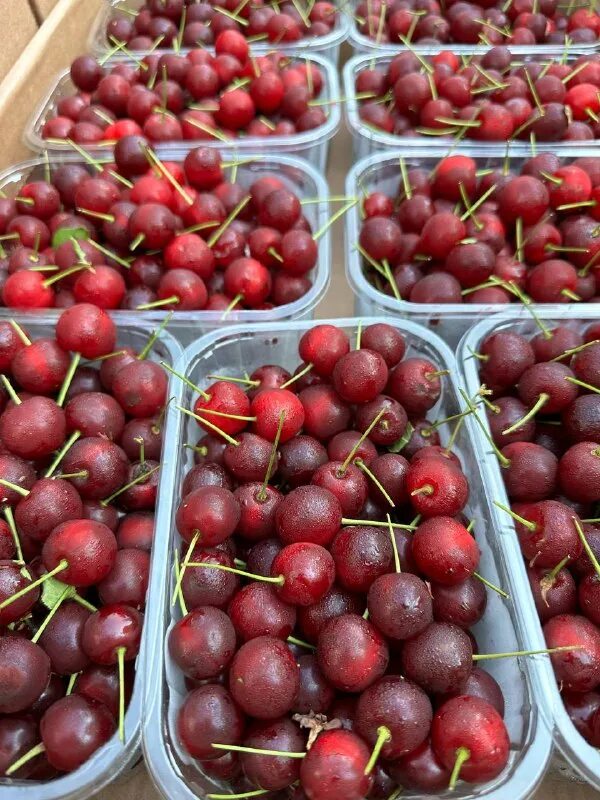 1 килограмм вишни. 1 килограмм вишни. Черешня на витрине. Вишня свежая. Черешня 300 лей кг.