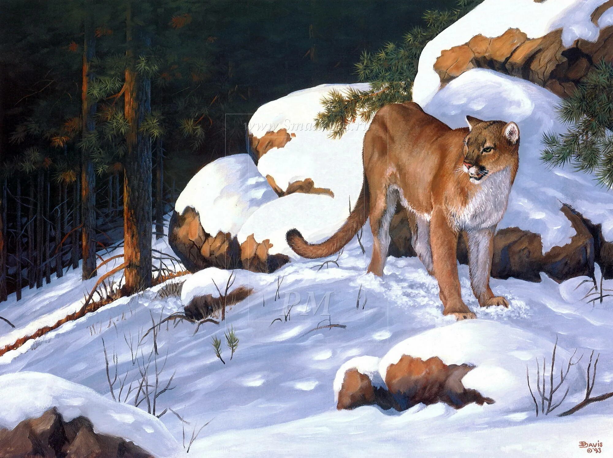 художник персис клейтон вейерс. пейзаж с тигром. бруно августо жавино. бруно августо картина лев. бруно августо жавино картины.