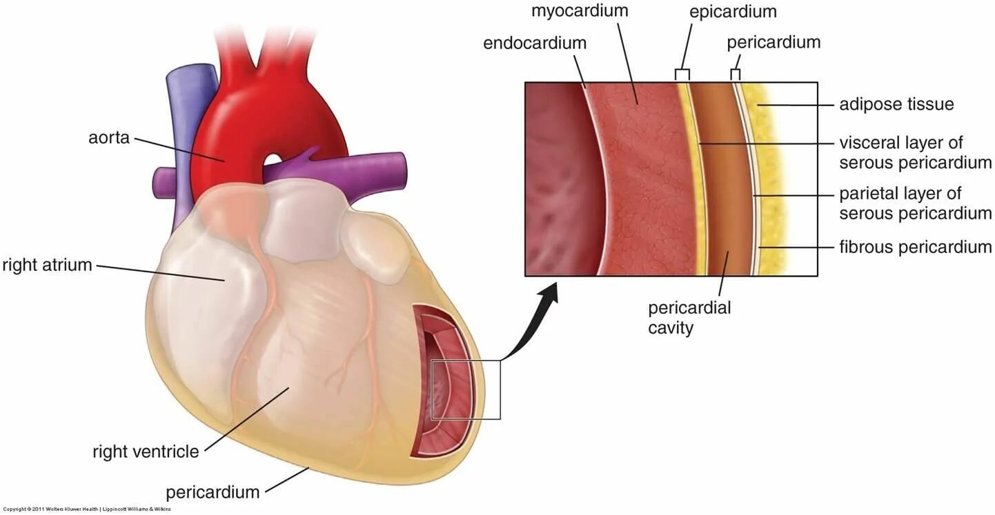 Мышечная оболочка сердца эндокард эпикард миокард. Строение стенки сердца. Защитная оболочка сердца. Защитная оболочка сердца. Эндокард миокард эпикард перикард таблица.
