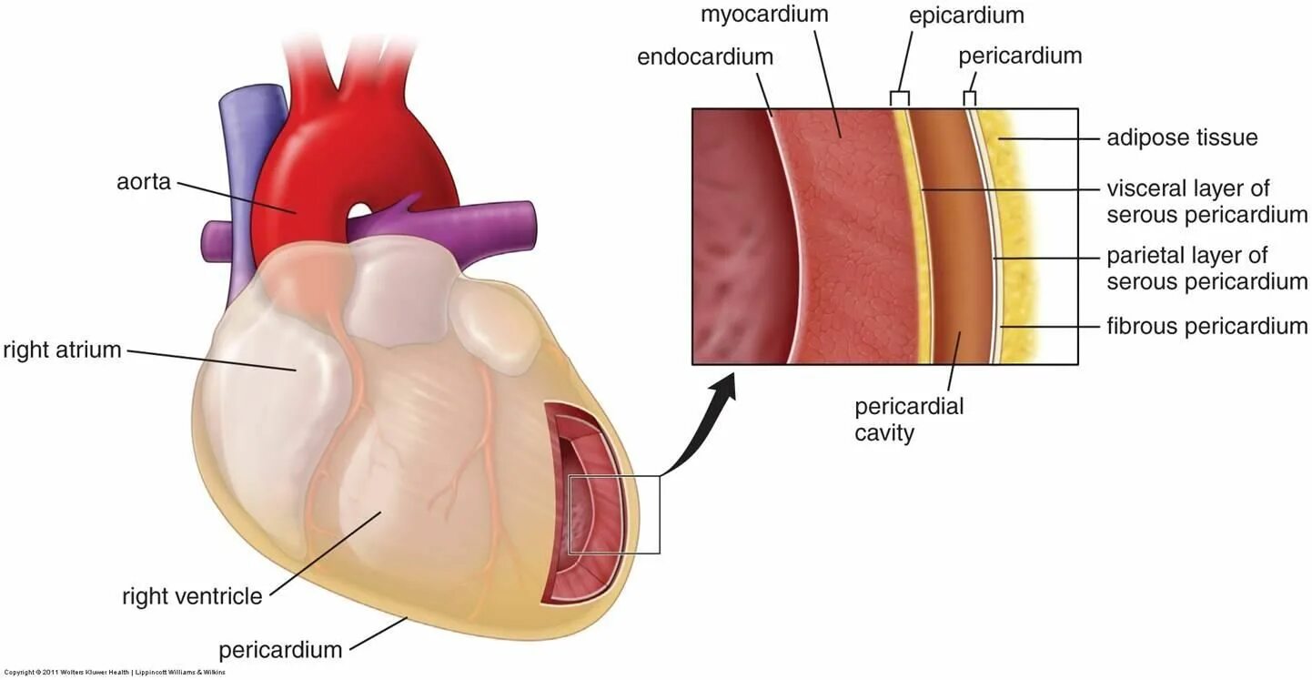 Слои предсердия. Строение сердца перикард миокард. Строение стенки сердца (эндокард, миокард, перикард). Строение сердца эпикард миокард. Строение сердца оболочки стенок сердца.