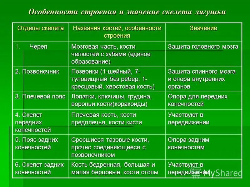 Земноводные пищеварительная система таблица