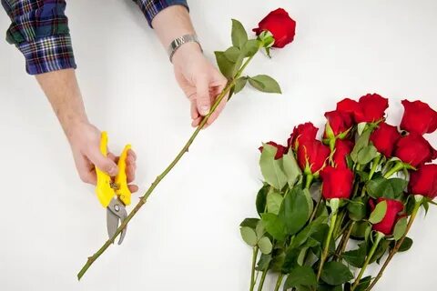 Как продлить жизнь срезанным