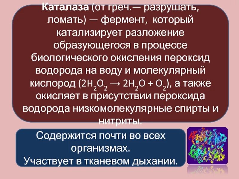 Изучение каталитической активности