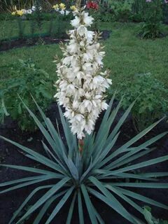 Саженец юкки Нитчатая (Yucca filamentosa) фото и описание сорта 🌱 купить саженец