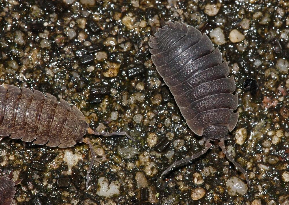 Какую среду обитания освоила мокрица впр. Trachelipus rathkii. Мокрица Trachelipus rathkii. Мокрица-броненосец обыкновенная. Мокрица шероховатая (Porcellio scaber).