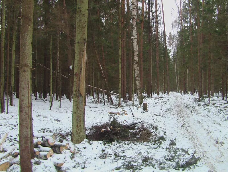 Сплошные выборочные рубки. Добровольно-выборочные рубки. Проходные рубки леса. Рубки прореживания. Выборочная вырубка леса.