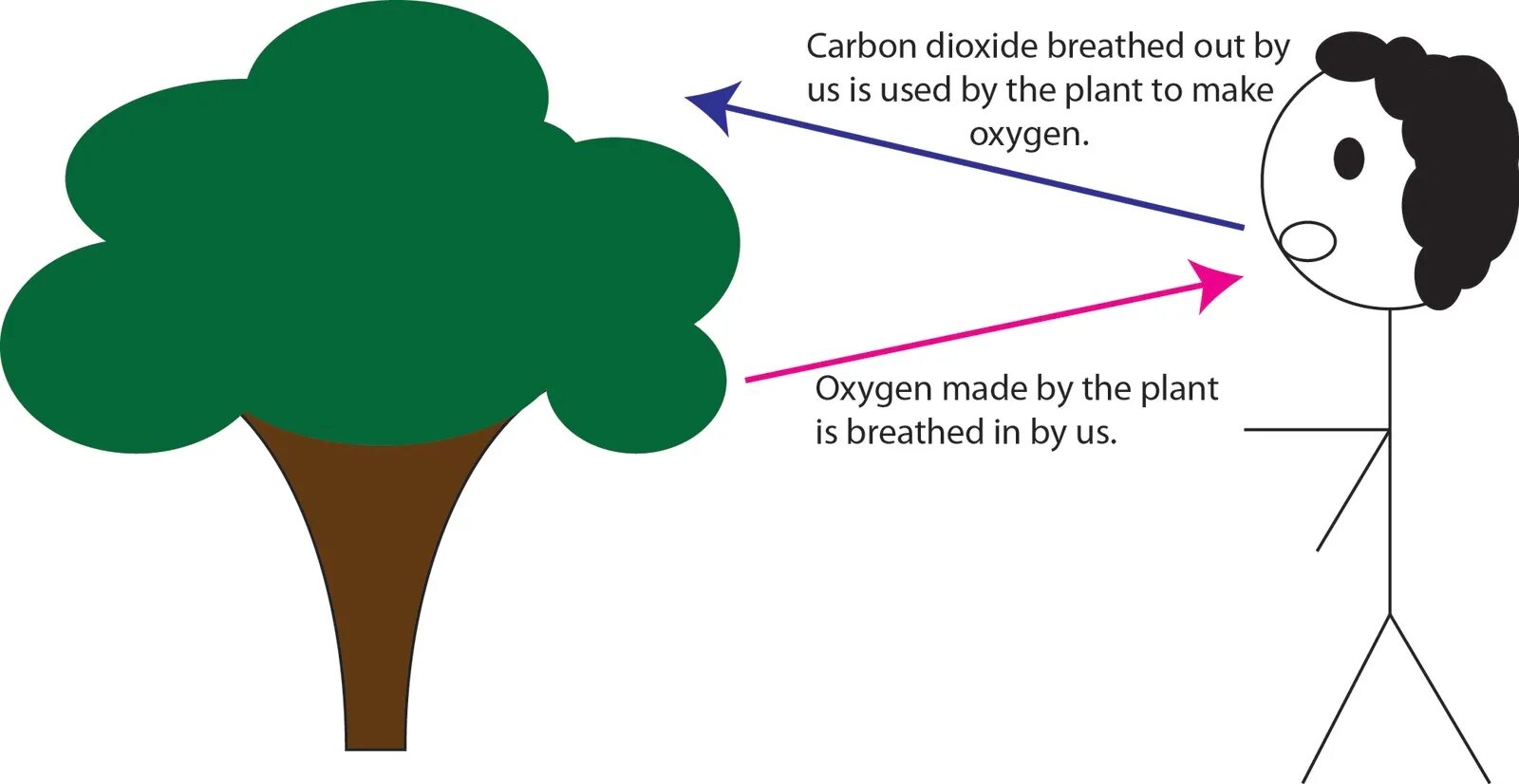 Oxygen Carbon dioxide. What produces Carbon dioxide. Plants and Oxygen. Breathe in Oxygen Breathe out Carbon dioxide.