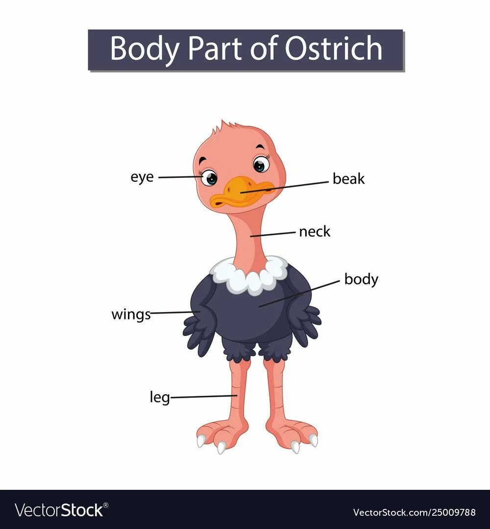 Животные на английскому страуз. Страус на английском. Ostrich на английском языке. Ostrich на английском языке. Ostrich на английском языке.