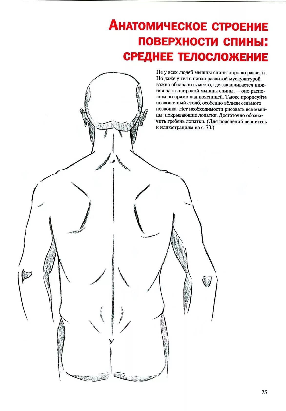 Поясница схема. Спина человека схема. Рисование спины человека.