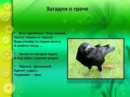 Грачей 2 3 предложения