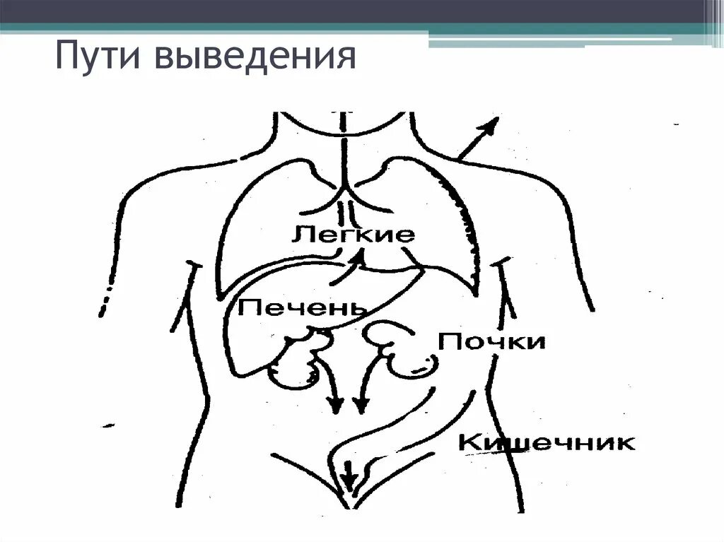 Пути выведения лекарственных. Пути выведения. пути и механизмы выведения. пути экскреции. пути выведения семени схема.