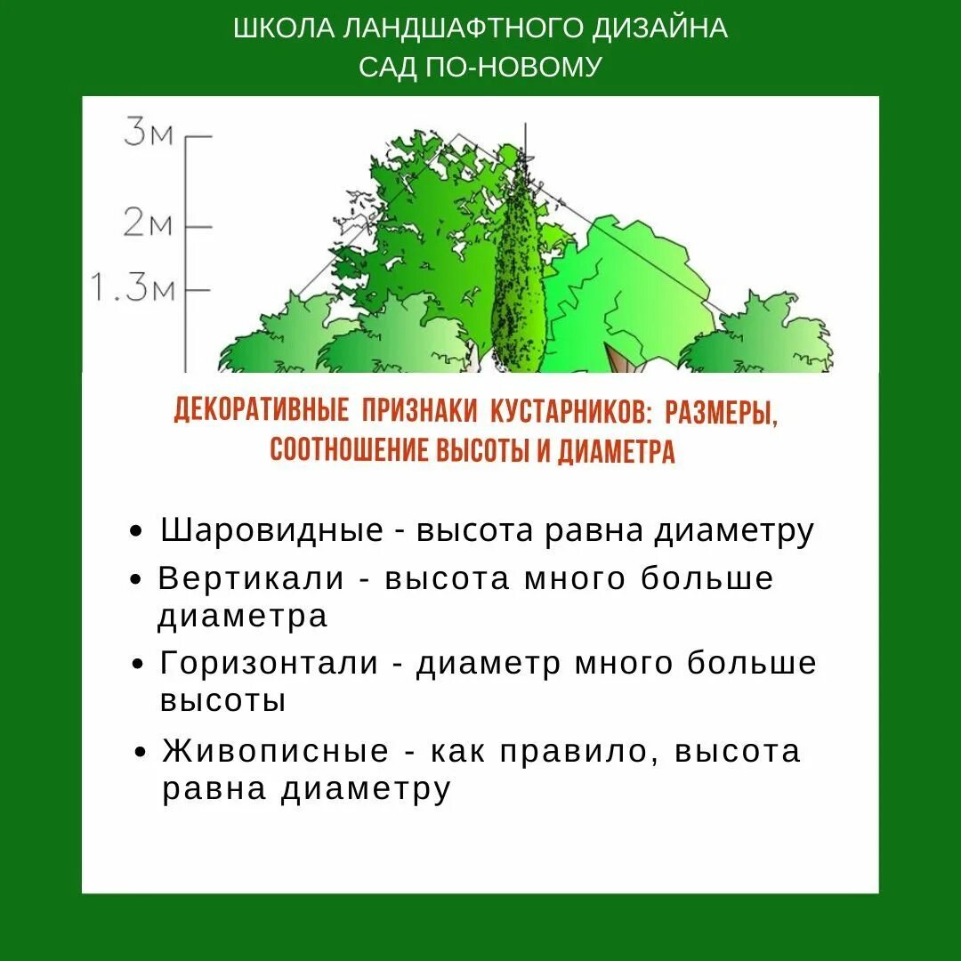 Айва диаметр кроны. Модели деревьев и кустарников. Размер куста. Схема посадки бирючины для живой изгороди. Размер куста.
