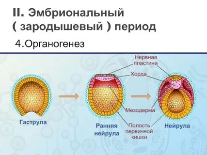 Зигота признаки зародыша