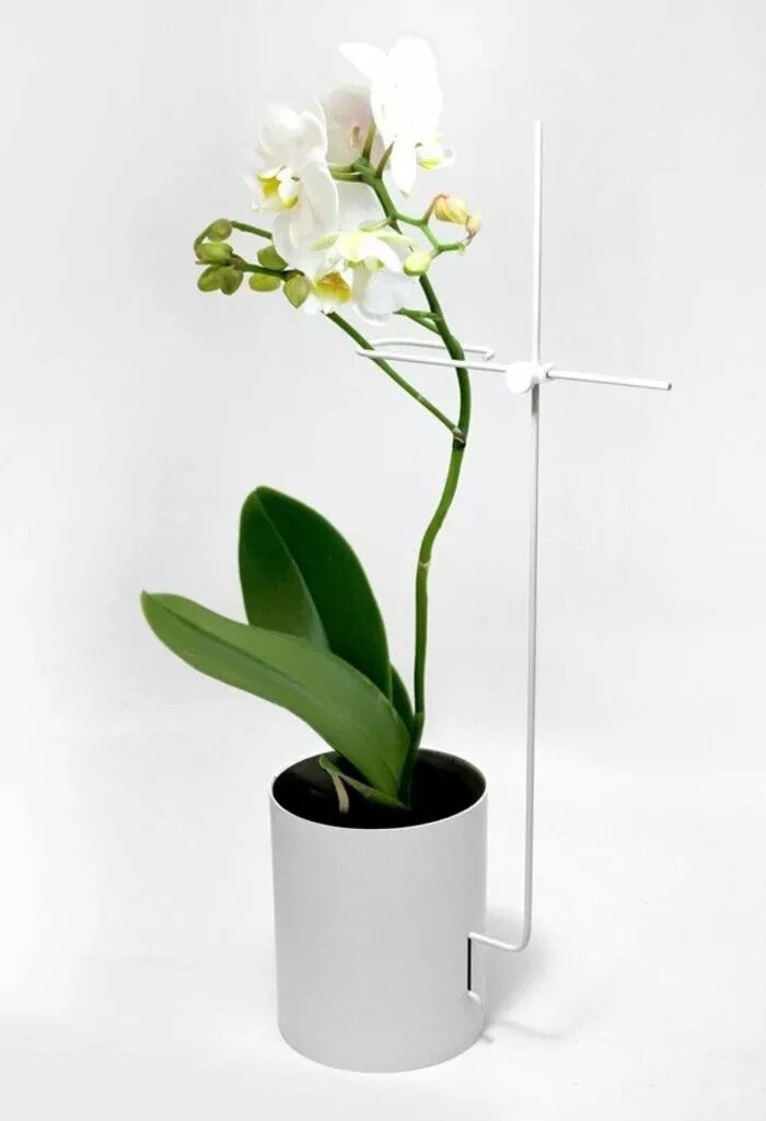 Фаленопсис в горшке. Правильный горшок для орхидеи фаленопсис. Орхидея фаленопсис в горшке. Высотка фаленопсис с горшком. Размер горшка для орхидеи