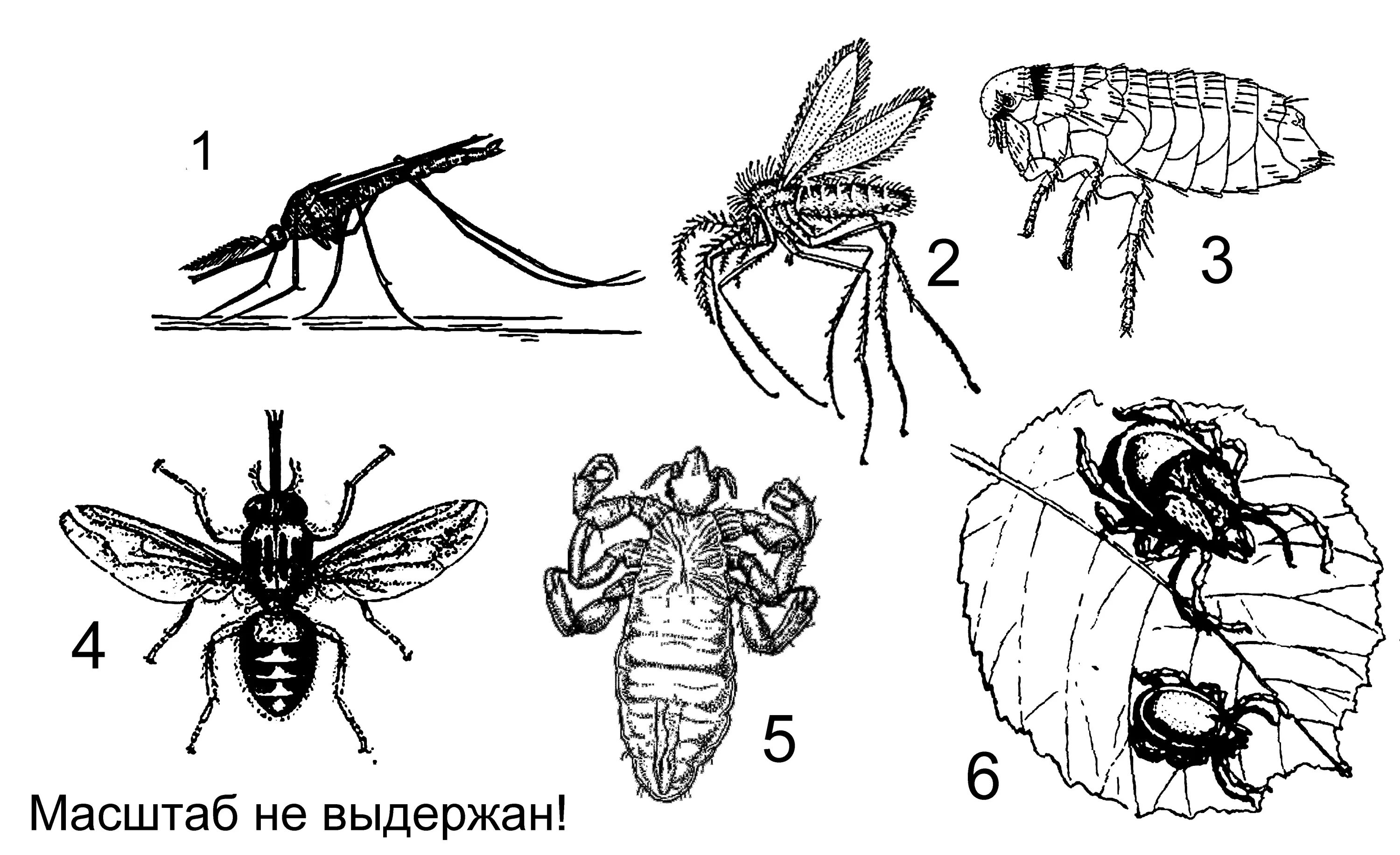 Передача насекомых