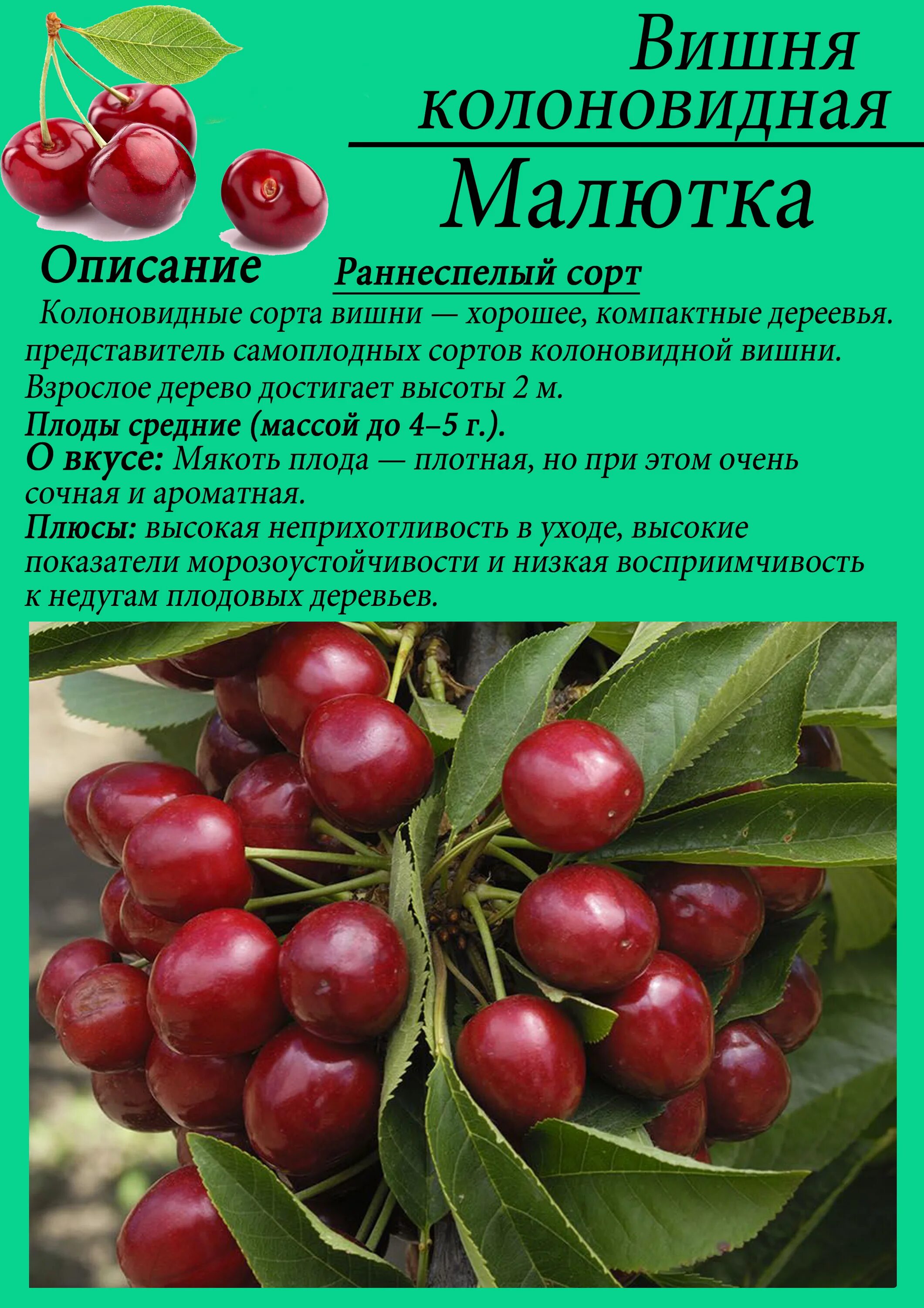 вишня отзыв. вишня отзыв. морель вишня. вишня, черешня, шпанка. вишня любская.