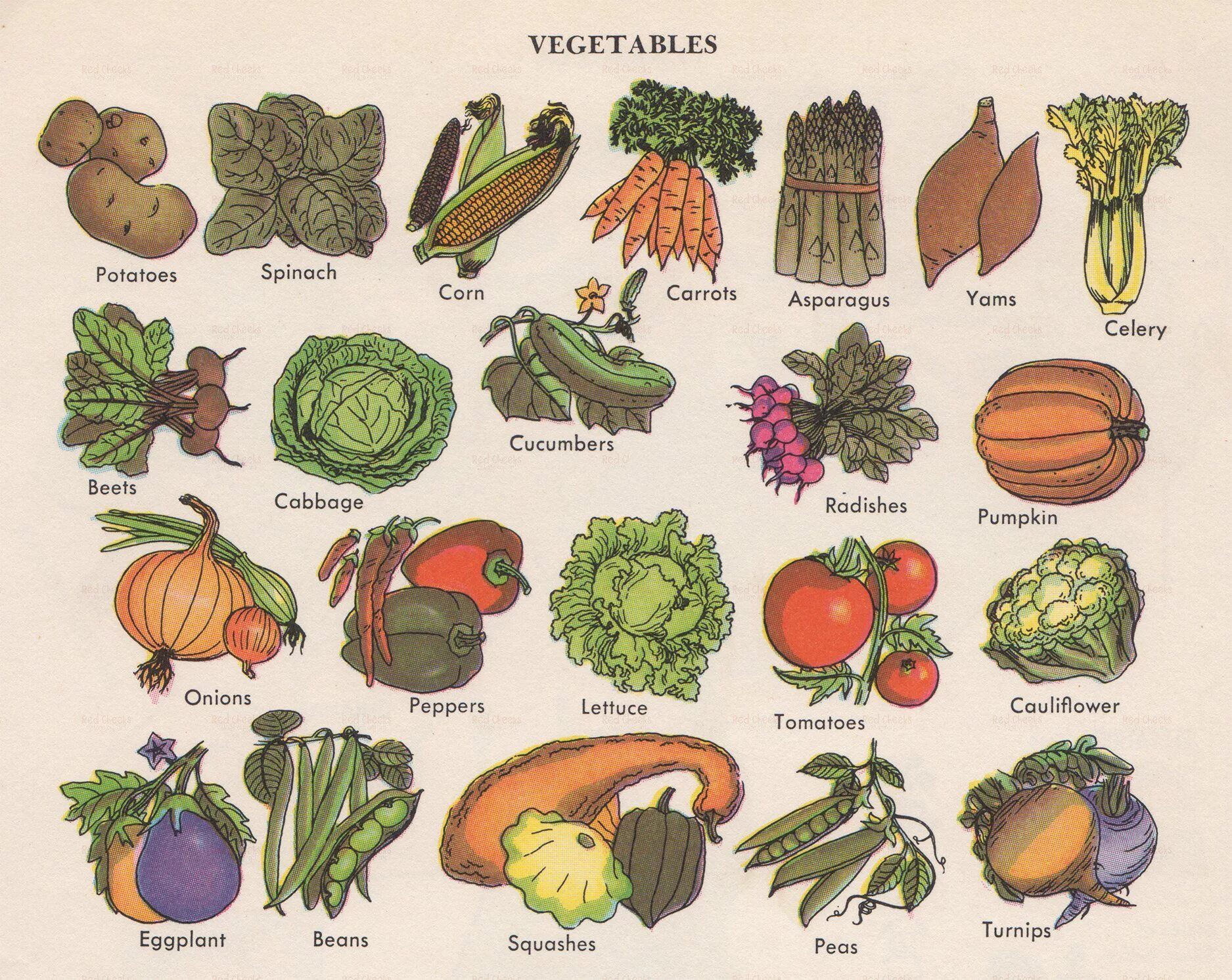 Что называют овощами. Овощи с названиями для детей. Овощи картинки с названиями. Овощи названия овощей. Овощи разные названия.