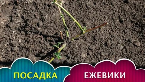 Как рассадить ежевику