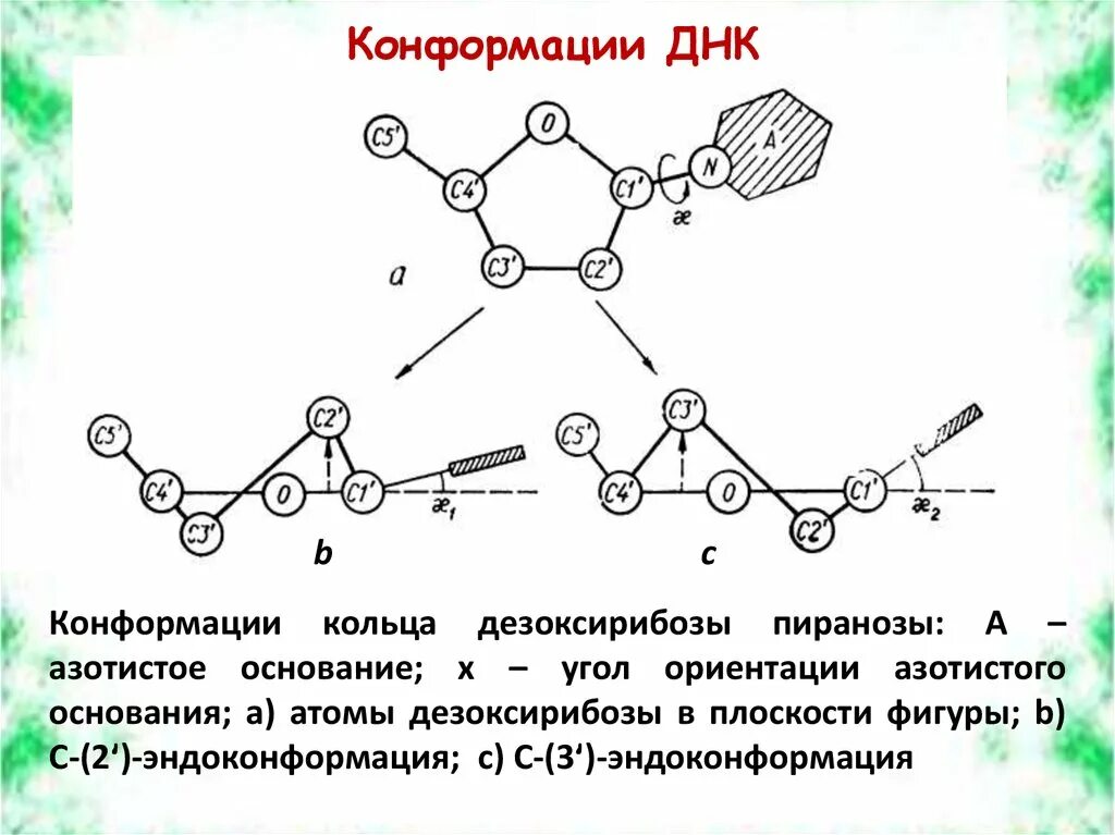 Конформация молекулы. Конформация ДНК. Возможные конформации ДНК. Конформационное строение.