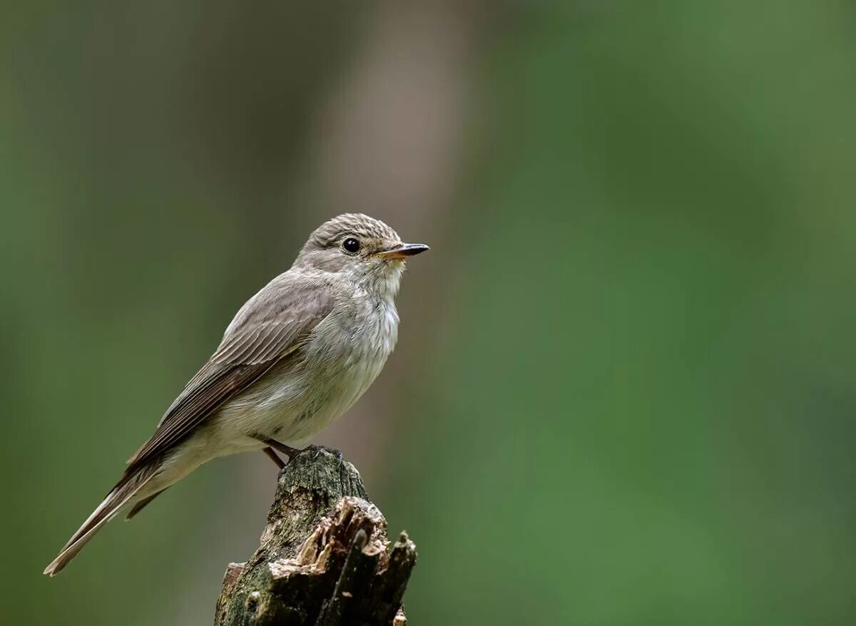 Серая мухоловка. Серая мухоловка птица. Мухоловка серая – Muscicapa striata (Pallas, 1764). Мухолов Тонконос. Как будет 16 коробок серая птица