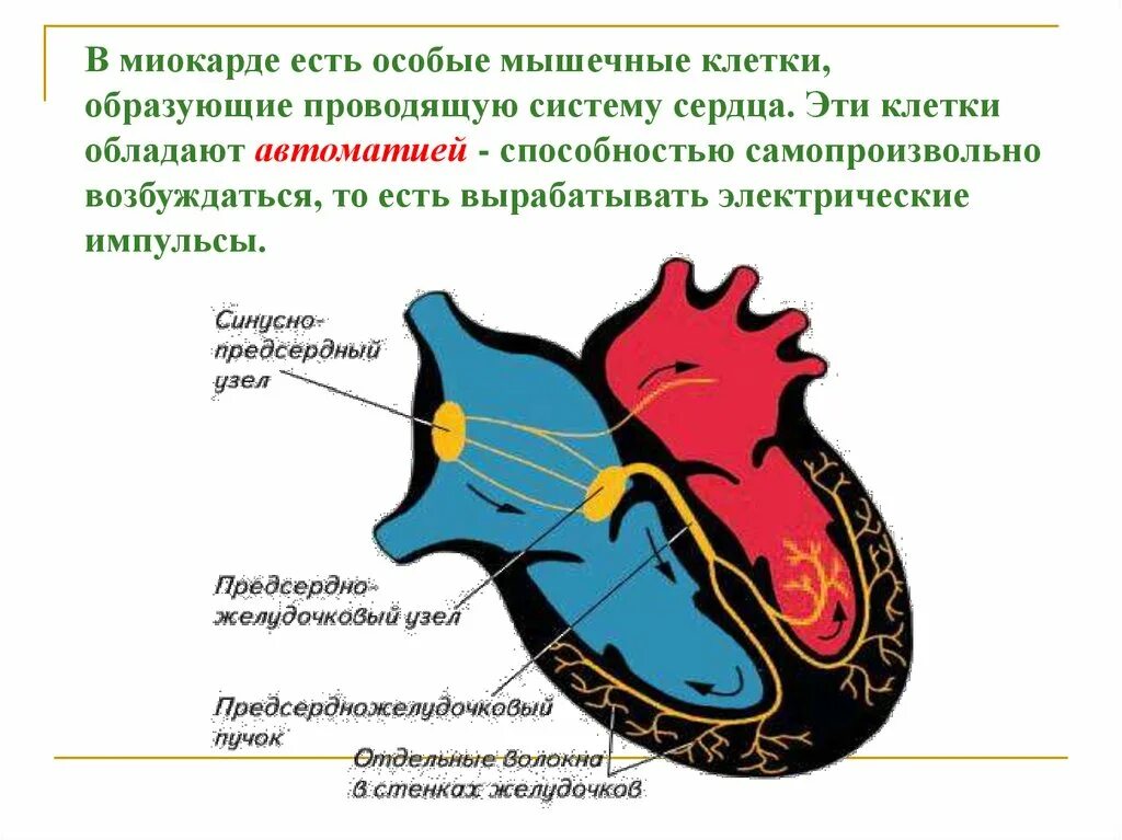 Сердце образовано клетками