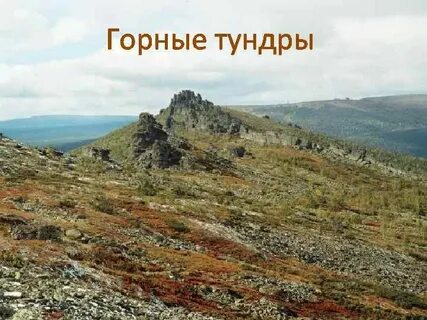 Горно тундровый пояс