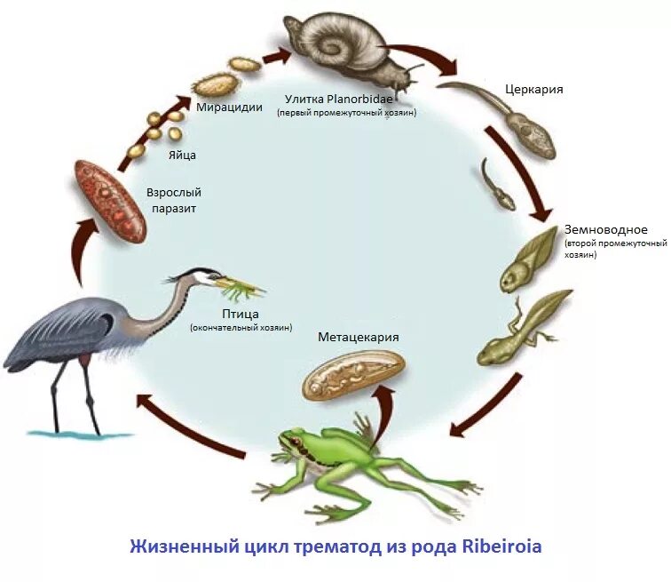 Биология 7 класс жизненный цикл птиц. Червь-трематода из рода Ribeiroia. Ribeiroia цикл. Ribeiroia жизненный цикл.