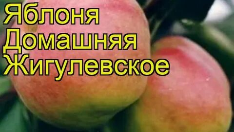 Характеристика сорта яблони жигулевская