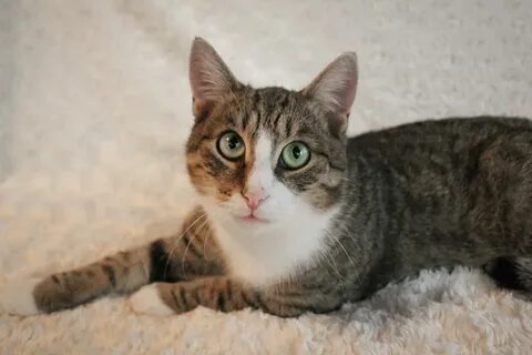 Кот алекс