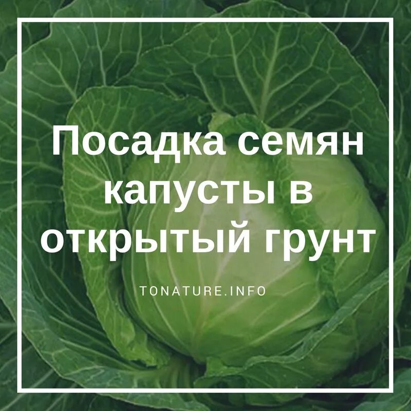Схема подкормок капусты белокочанной. Подкормка капусты в открытом грунте. Сорта капусты схема. Подкормка капусты в открытом грунте. Сорта капусты по срокам созревания.